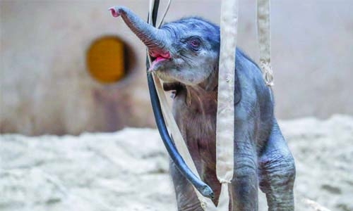 Baby elephant boom as Belgian zoo welcomes third calf