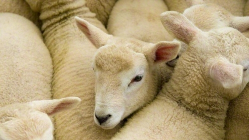Thousands of sheep drown as overloaded, crammed ship carrying livestock from Sudan to Saudi Arabia sinks