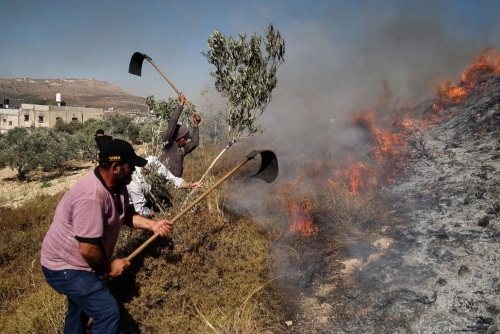 Palestinians Say Israeli Settlers Torched Ancient Olive Trees In West Bank Palestinians Say Israeli Settlers Torched Ancient Olive Trees In West Bank