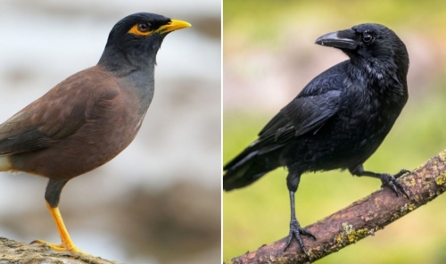 Mynas and Crows Banned Under New Rules
