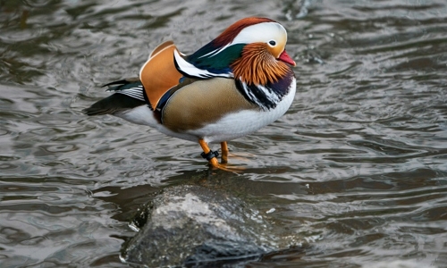 Mandarin duck wows visitors at Central Park