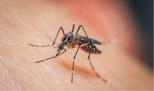 WHO Issues Urgent Warning Over Re-Emerging Mosquito-Borne Virus