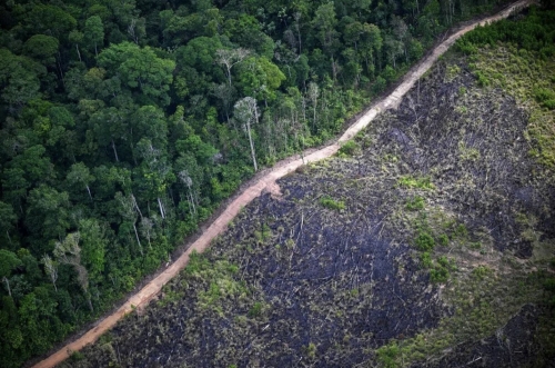 Deforestation in Brazil’s Amazon Falls to Lowest Level Since 2019 Deforestation in Brazil’s Amazon Falls to Lowest Level Since 2019