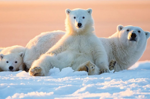 Remote Canadian town programs radar to spot approaching polar bears