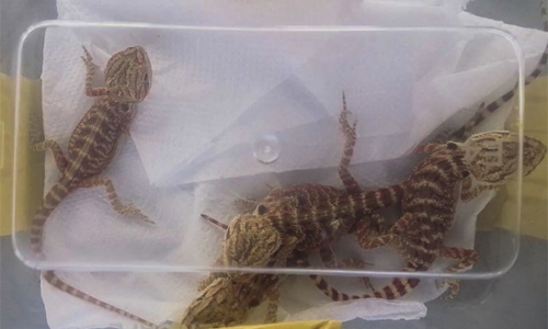 Malaysia foils bid to smuggle 'bearded dragons' Malaysia foils bid to smuggle 'bearded dragons'