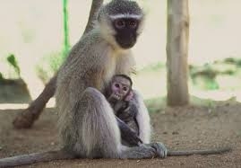 Baby monkey stuck in 20 foot well is reunited with its parents