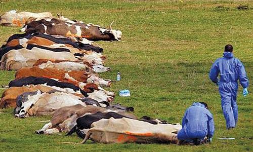  Iranian cattle heads  diagnosed with FMD 