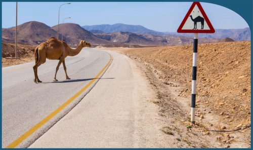 Two ROP Officers Killed in Oman After Vehicle Hits Camel Two ROP Officers Killed in Oman After Vehicle Hits Camel