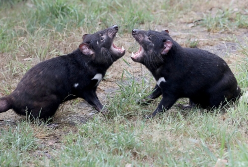 Escaped Tasmanian devil 'Unstable' found after 15 days on the run Escaped Tasmanian devil 'Unstable' found after 15 days on the run