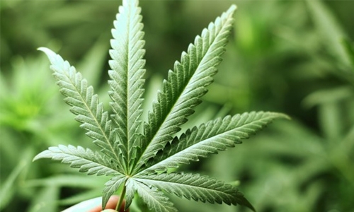 Bangladeshi nationals jailed for bid to smuggle marijuana 