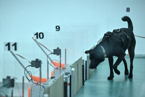 Can Dogs Smell Cancer? AI Puts Their Noses to the Test in India