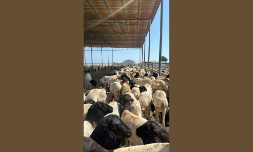 2,000 Somali sheep arrive in Bahrain for Ramadan
