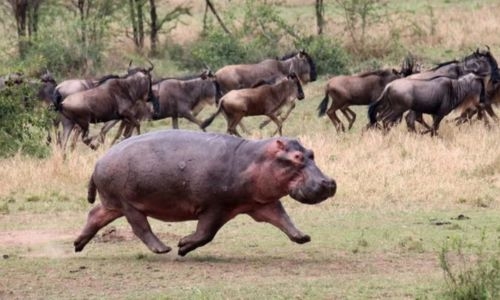 Hippos Get Air! New Study Reveals Surprising Speed and Gait of Land Locomotion Hippos Get Air! New Study Reveals Surprising Speed and Gait of Land Locomotion