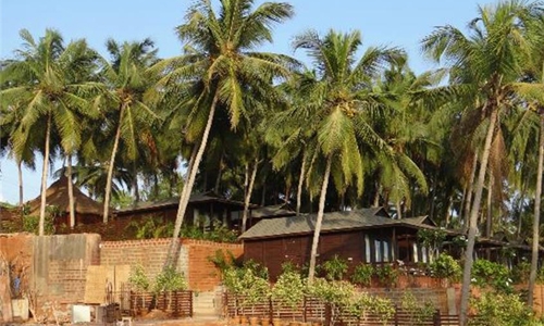 A tree or not a tree? India's Goa rows over coconut status