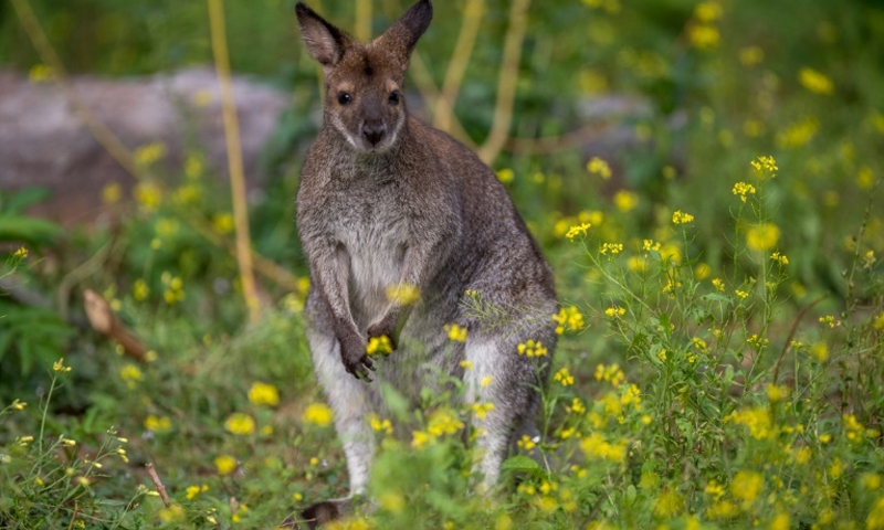 Kangaroo on the loose in Austria