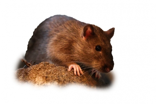 New York declares total war on prolific rat population New York declares total war on prolific rat population