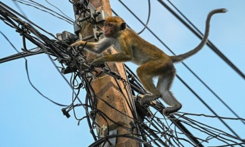Cash-strapped Sri Lanka scraps monkey business plan Cash-strapped Sri Lanka scraps monkey business plan