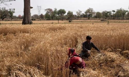 India prohibits wheat exports with immediate effect