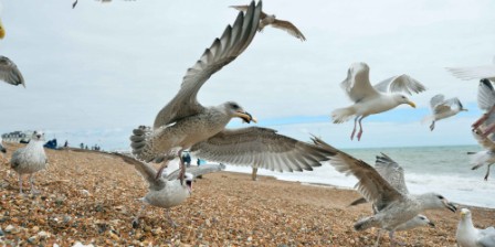 Seagulls terrorise British holidaymakers Seagulls terrorise British holidaymakers