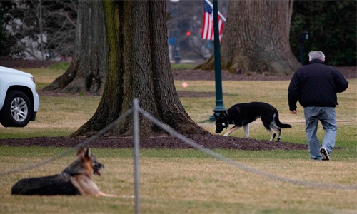 Pets are back: Biden's 2 dogs settle in at White House Pets are back: Biden's 2 dogs settle in at White House
