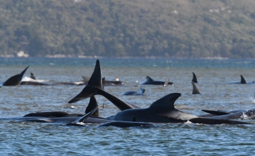 More than 470 whales now stranded off Australia's Tasmanian coast