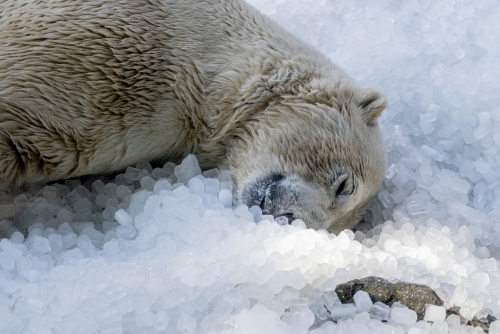 Sleeping Polar Bear Disturbed, Person Fined in Arctic Sleeping Polar Bear Disturbed, Person Fined in Arctic