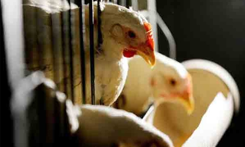 China imposes anti-dumping tariffs on Brazilian chicken