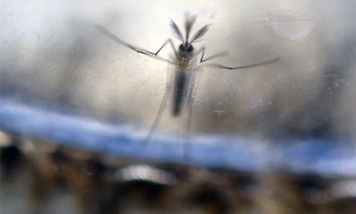 Singapore says 40 more locally transmitted Zika cases Singapore says 40 more locally transmitted Zika cases