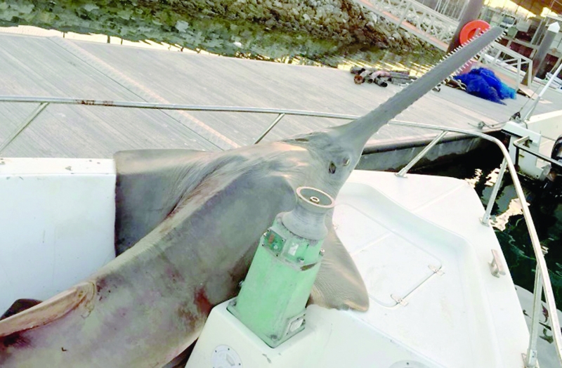 Man faces legal action for catching sawfish