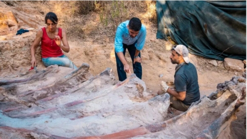 Europe's largest dinosaur skeleton found in man's backyard