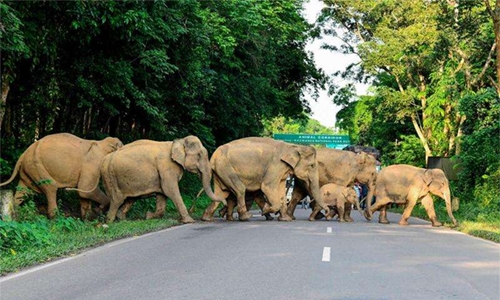 Battle to rescue wildlife at India’s flood-hit animal park