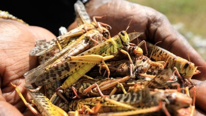 Somalia declares emergency over locust swarms Somalia declares emergency over locust swarms