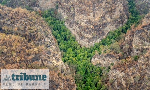 Australia’s dinosaur-era pines live on after bushfire rescue