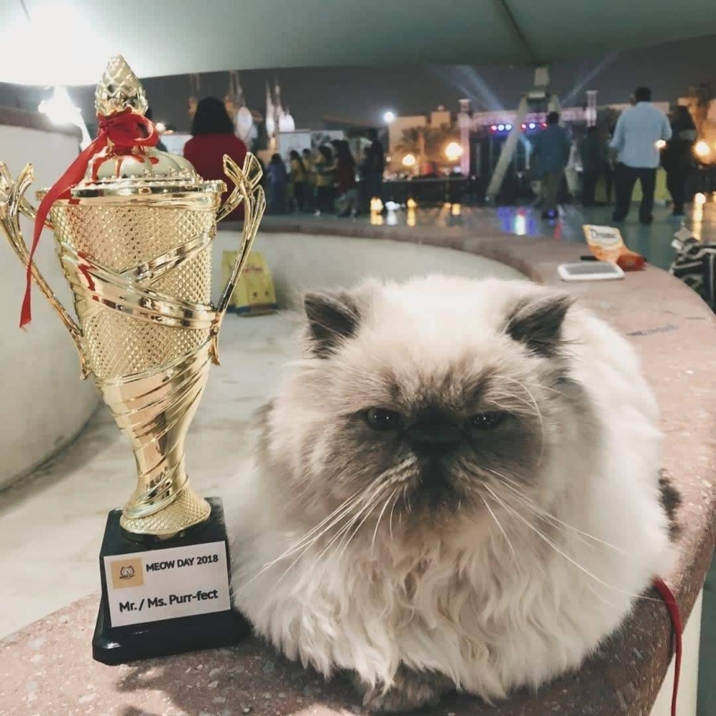 Meow Day a huge success Meow Day a huge success