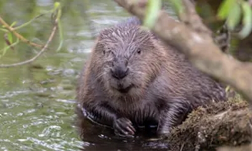 Beavers brought in to beat flooding in Britain