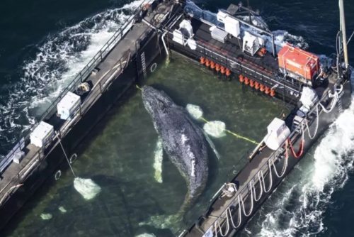 Whale to be removed from Danish island after failed German rescue Whale to be removed from Danish island after failed German rescue