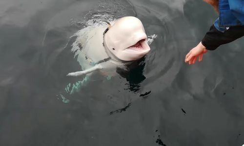 No sign ‘Russian spy’ whale shot dead: Norway police