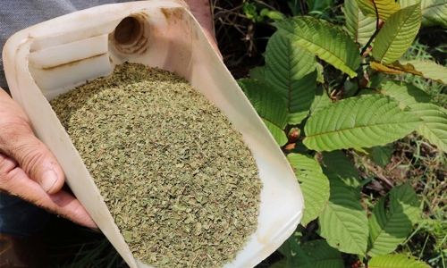 Miracle treatment or dangerous drug? Indonesia cashes in on Kratom