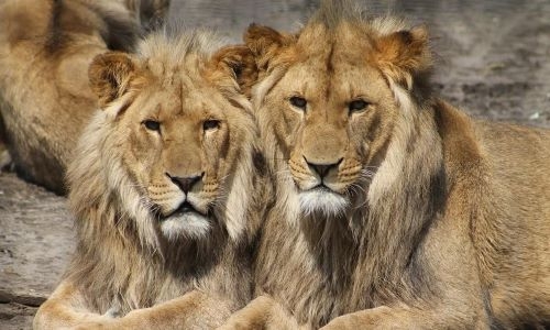 8 Asiatic lions test positive for coronavirus