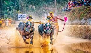 The Bolt of buffalo? Indian jockey’s record wins praise The Bolt of buffalo? Indian jockey’s record wins praise