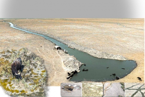 ‘The marshes are dead' ‘The marshes are dead'