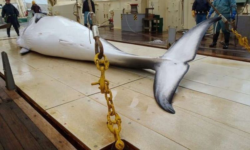 Japan fleet catches 177 whales in latest hunt Japan fleet catches 177 whales in latest hunt