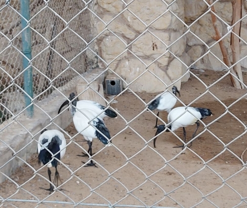 Bahrain enforces new permit and certificate rules on international trade in endangered species