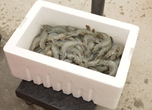 Bahrain producers upbeat as shrimp industry eyes post-Ramadan boom