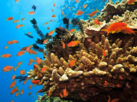 Qatar coral reef at risk from warming seas Qatar coral reef at risk from warming seas