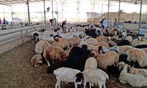 Two more abattoirs opened for Ramadhan