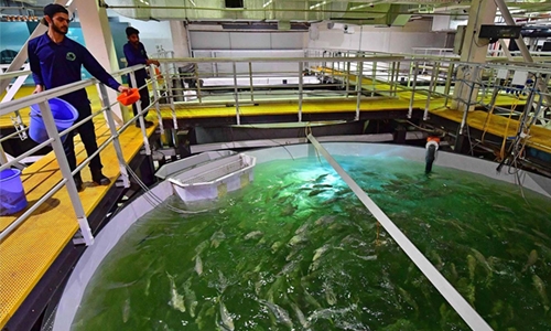 Something fishy in Dubai’s desert Something fishy in Dubai’s desert