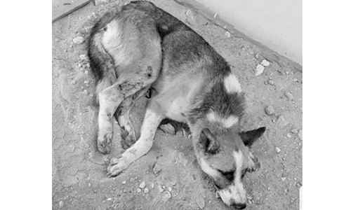 Horrendous attack by schoolboys in Sehla makes a stray dog breathe his last 