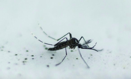 Brazil calls off Zika emergency