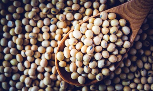 China’s state grain buyer resumes US soybean purchases China’s state grain buyer resumes US soybean purchases